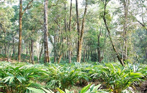 Cardamom Plantations