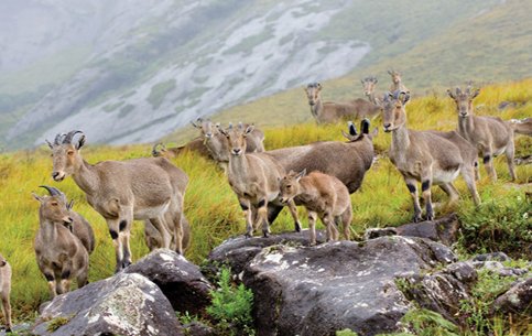 Eravikulam National Park