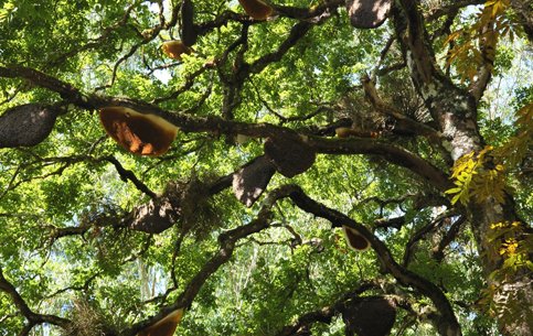 Honey Bee Tree