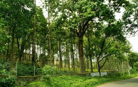 Sandalwood Forest Marayoor