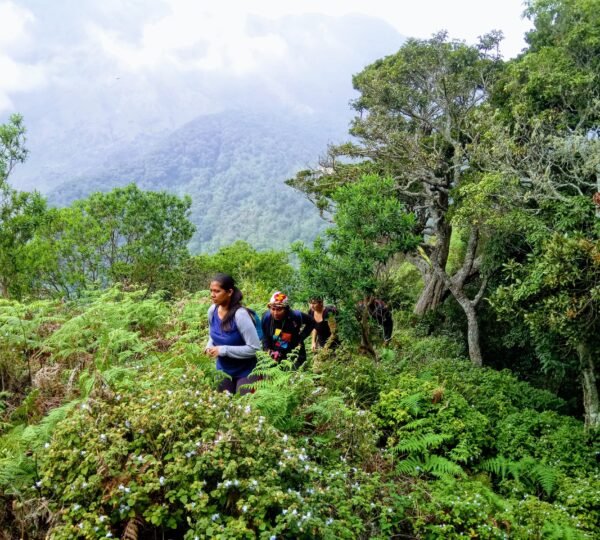 Shadow Trekkers Munnar