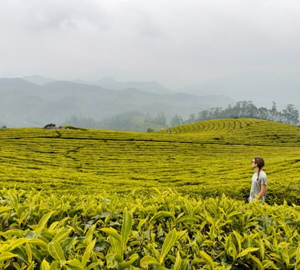 Shadow Trekkers Munnar